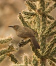 A desert bird Royalty Free Stock Photo