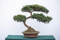 Curved bonsai pine tree against white wall