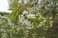 Curved branch of blossoming sweet cherry in April