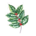Curved branch of European holly. Fresh green ilex leaves with bunch of red berries. Watercolor illustration isolated on white Royalty Free Stock Photo