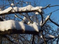 Curved branches of garden trees covered with snow and illuminated by the winter sun in an old garden against a blue sky Royalty Free Stock Photo