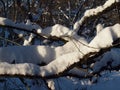 Curved branches of garden trees covered with snow and illuminated by the winter sun in an old garden Royalty Free Stock Photo