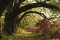 Curved branches of old live oak trees covered with moss and azalea bushes.