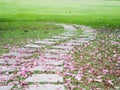 Curved brick path with pink falling trumpet flowers Royalty Free Stock Photo