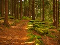 Curved road in the forest