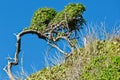 Curved bush shaped by the wind and elements