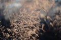 Curved bush twig with blurred background behind