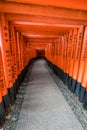 Curved corridor of Red Torii gates at Fushimi Inari Taisha Shinto shrine. Kyoto, Japan. Royalty Free Stock Photo