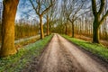 Curved country road with high bare trees on both sides Royalty Free Stock Photo