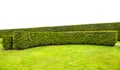 Curved crescent thuja evregreen hedge in a park. Royalty Free Stock Photo