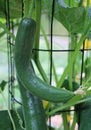 A Curved Cucumber Growing in a Summer Garden