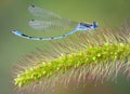 Curved damselfly on foxtail Royalty Free Stock Photo