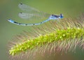Curved damselfly on foxtail