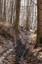 Curved dirty forest road with foliage and wet track