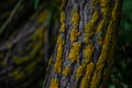Curved embossed textured tree trunk with bright yellow moss in green grass with leaves, Royalty Free Stock Photo