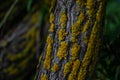 Curved embossed textured tree trunk with bright yellow moss in green grass with leaves, forest Royalty Free Stock Photo