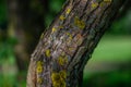 Curved embossed textured tree trunk with bright yellow and turquoise moss in green forest, sun