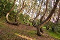 Curved forest Royalty Free Stock Photo
