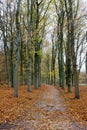 Curved forest lane in fall