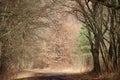 A curved forest road on a sunny winters day