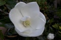 Curved and Graceful Petals of the Large White Flower of a Southern Magnolia