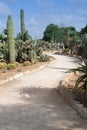 Curved gravel path among cactus plants