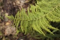 Curved green fern in the forest