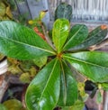 curved green leaves beautifully and naturally