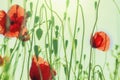 Curved green poppy stems and red flower buds