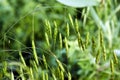 A curved green spike in the field.