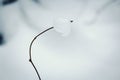 Curved hedge branch with snow bead standing up on snow in winter Royalty Free Stock Photo