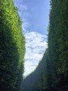 Curved hedges in fancy garden