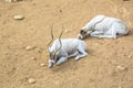 The curved horned antelopes Addax (Addax nasomaculatus) laying