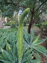 The curved inflorescence of a flowering plant of the Asparagus family - Agave attenuata, known as foxtail or lion\'s tail.