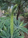 The curved inflorescence of a flowering plant of the Asparagus family - Agave attenuata, known as foxtail or lion\'s tail.