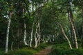 Curved Karelian birches in the forest on the Solovetsky Islands