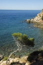 Curved mediterranean pine and clear water