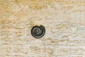 Curved millipedes curled up on artificial wood in the summer Royalty Free Stock Photo