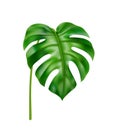 Curved monstera leaf, tropical foliage decoration