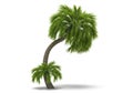 Curved palm tree with smaller offshoot isolated on white background Royalty Free Stock Photo
