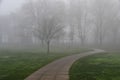 Curved path through fog-shrouded trees Royalty Free Stock Photo