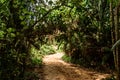 Cambodia island. high lush jungle