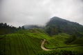 Curved path through the tea plantation under the cloud