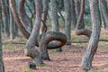 Curved pine forest, mystical pine forest, Curonian Spit