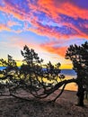 Curved pine on the lake at sunset