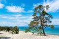 Curved pine trees on the sandy shore of the lake. lake Baikal. Landscape.