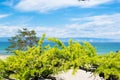 Curved pine trees on the sandy shore of the lake. Landscape.