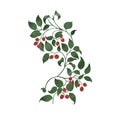 Curved red berry tree and leaf illustration graphic resource