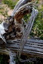 Curved ribs from dead Saguaro cactus Royalty Free Stock Photo