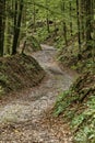 Curved road in deep forests surrouned by trees and hills Royalty Free Stock Photo